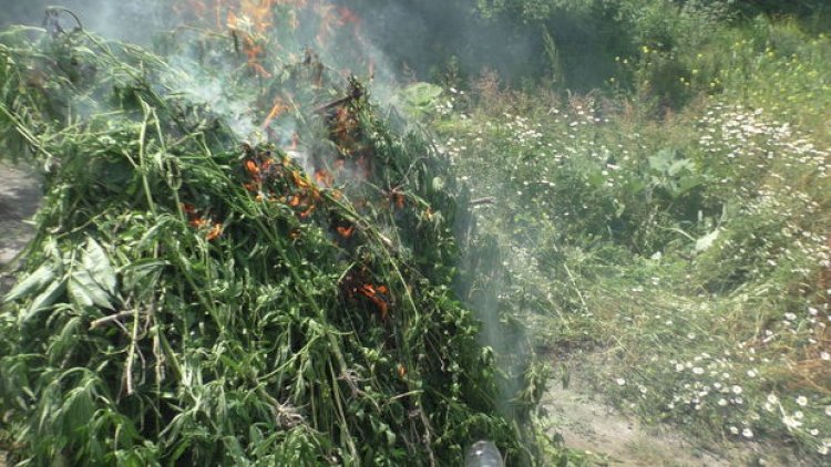   Zaqatalada 2,6 ton çətənə kolu məhv edildi - Fotolar   