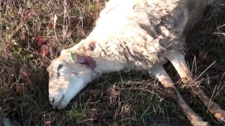    Qusarda canavarlar təsərrüfata hücum edərək 12 qoyunu parçaladı   