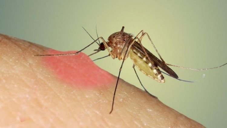    Koronavirus ağcaqanadlar vasitəsilə ötürülür?   - Araşdırma