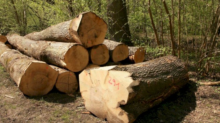    Şahdağ Milli Parkında 16 ağac kəsilib   