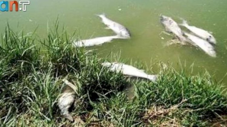    Ermənistan Araz çayını ekoloji fəlakətlə üz-üzə qoydu - Fotolar   