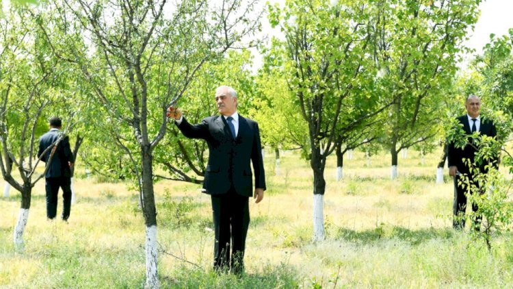    Vasif Talıbov ağaclara qulluq etdi - Foto   