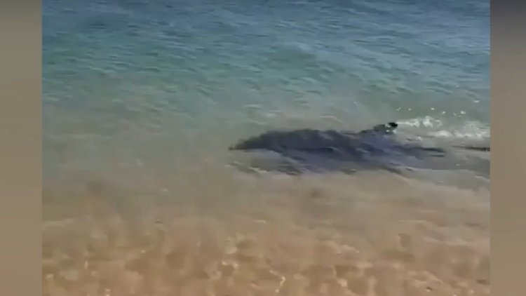    Xəzərin Bakı sahillərində delfin görüntülənib?   - Açıqlama + Video