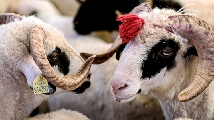    Qurban bayramında neçə gün iş olmayacaq?   