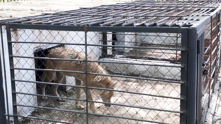   Restorandan götürülən vəhşi heyvanlar Altıağac Milli Parkına təhvil verildi - Foto   