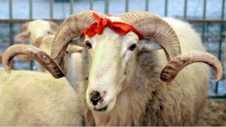    QMİ Qurban bayramı ilə bağlı məlumat yaydı   