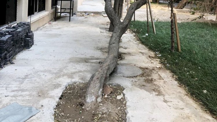    Betonlanan ağacın dibi təmizləndi - Foto   