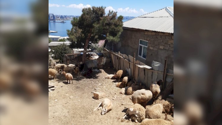    Həyətində heyvan kəsdi, 200 manat cərimələndi   