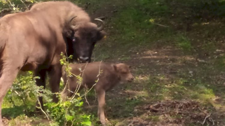    Şahdağ Milli Parkında üçüncü zubr balası dünyaya gəlib - Foto   