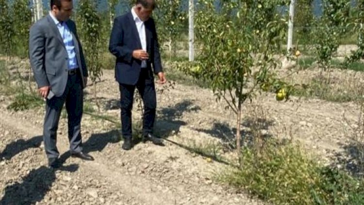    Nazir müavini aqrobağlarda monitorinq keçirdi   