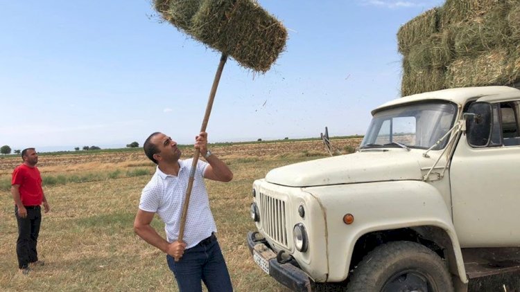    Azərbaycanda deputat seçicisinin tarlasını suvardı, otunu maşına yığdı - Fotolar   