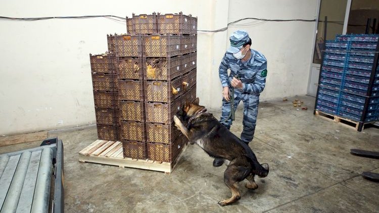    Azərbaycandan keçməklə Qazaxıstana 305 kq heroin aparılmasının qarşısı alındı   