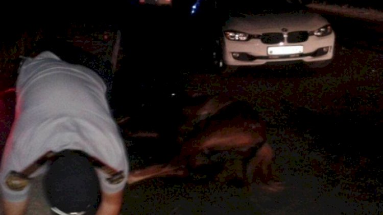    Şirvanda atlını yük maşını vurdu   
