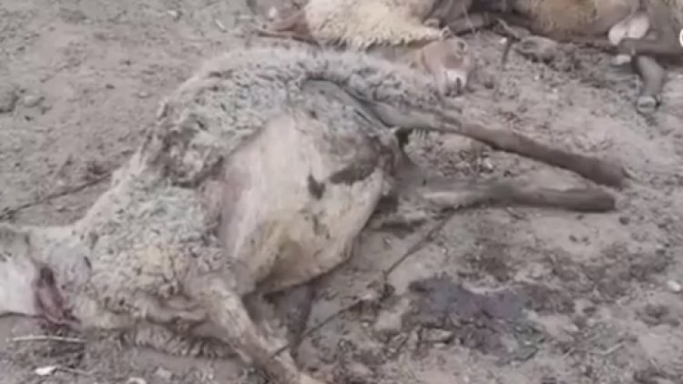    Ermənilər Tərtərdə yüzlərlə qoyunu öldürdü   - Video