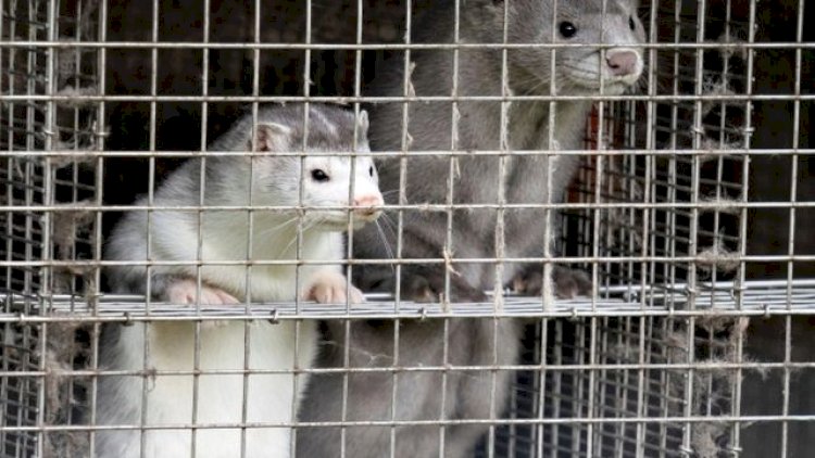    Danimarkada koronavirus üzündən  2,5 milyon mink öldürüləcək   