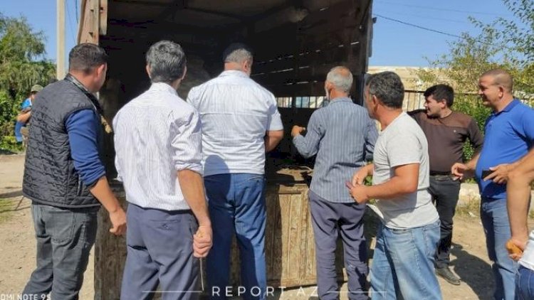    Cəbhədə qurbanlar kəsildi   