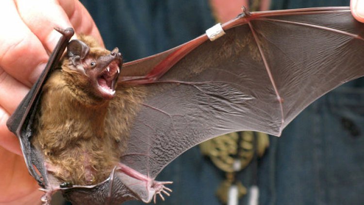    Rusiyada yarasalarda koronavirus aşkarlandı   