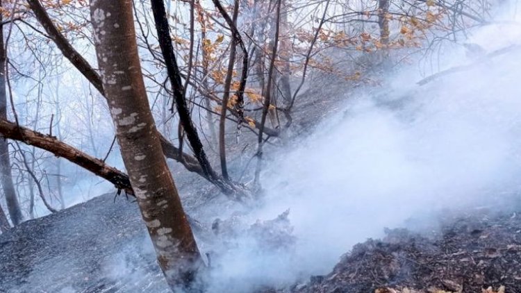    Ermənilərin Goranboya mərmi atması nəticəsində meşəlik ərazidə yaranan yanğın söndürüldü   