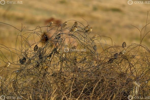 Cəbrayılın daş üstdə daş qalmayan Quycaq kəndi  - FOTOREPORTAJ