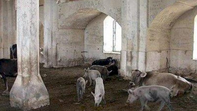    Məscidlərdə donuz saxlanılması faktı beynəlxalq mediada   