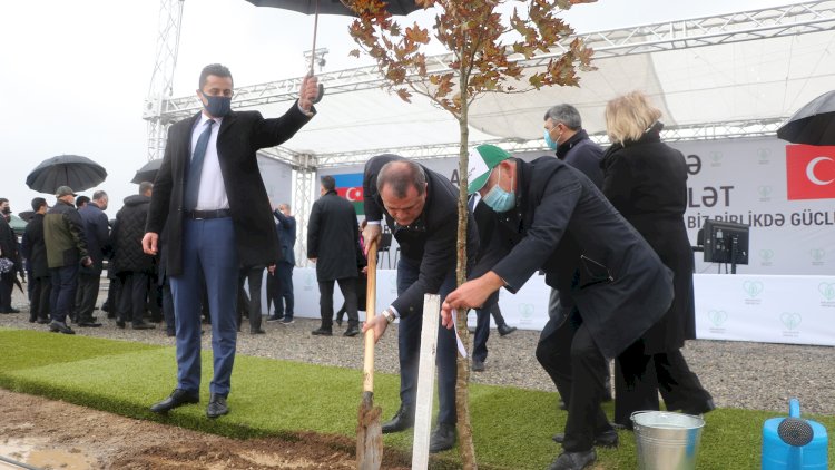    Azərbaycan Türkiyənin ağacəkmə aksiyasına qoşulub -   Fotolar