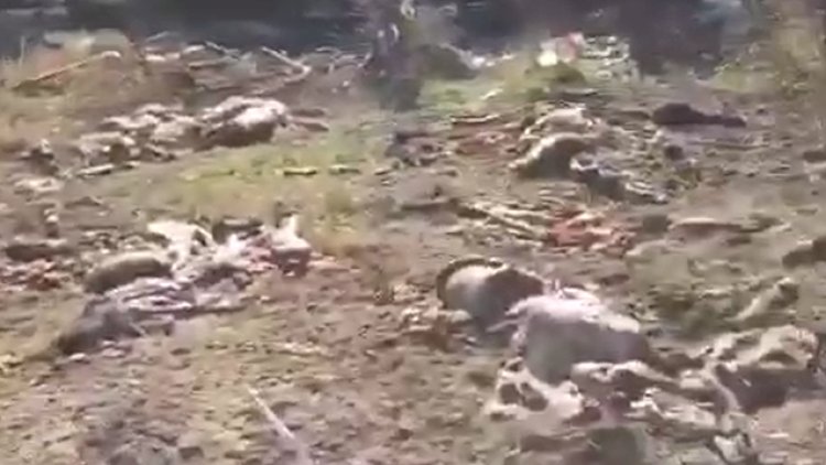    Ermənilər apara bilmədikləri mal-qaranı bu hala saldılar    - Video