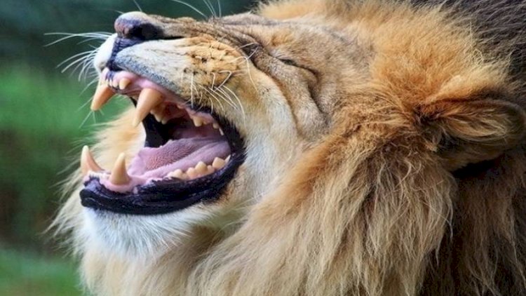    Aslanların koronavirus testləri pozitiv çıxdı - ARAŞDIRMA GEDİR   