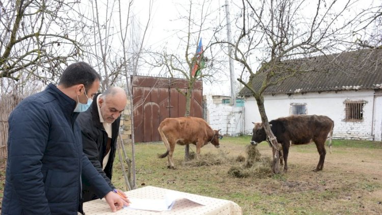    Şəhid ailələri və müharibə iştirakçıları üçün təsərrüfatlar yaradıldı   