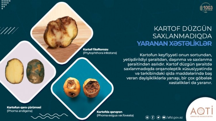    Sağlamlıq üçün olduqca təhlükəli kartof   