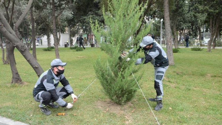    Paytaxtda mövsümü ağacəkmələr aparılır   