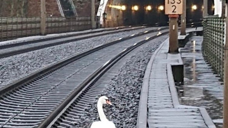    Qu quşunun “yas tutması“ 23 qatarı gecikdirdi   