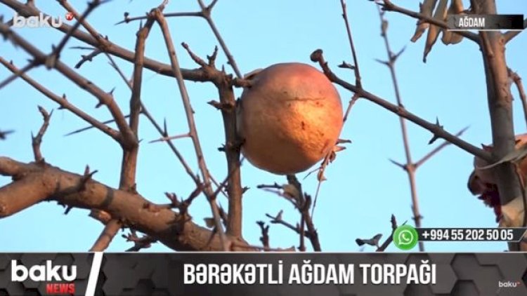    Əsgərlərimiz Ağdamda nar dərirlər   - Video