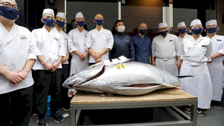    280 kiloqram çəkisi olan balıq 20 milyona satıldı   