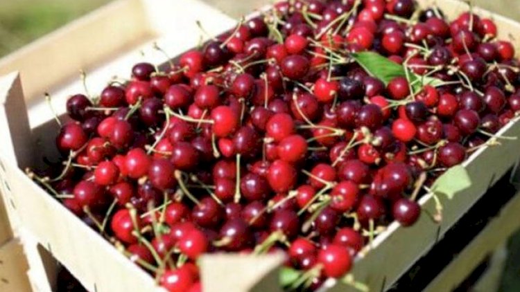    Yarım kiloqram albalını 10 min dollara satdı   