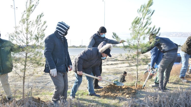    Abşeronda növbəti ağacəkmə kampaniyası keçirilib   