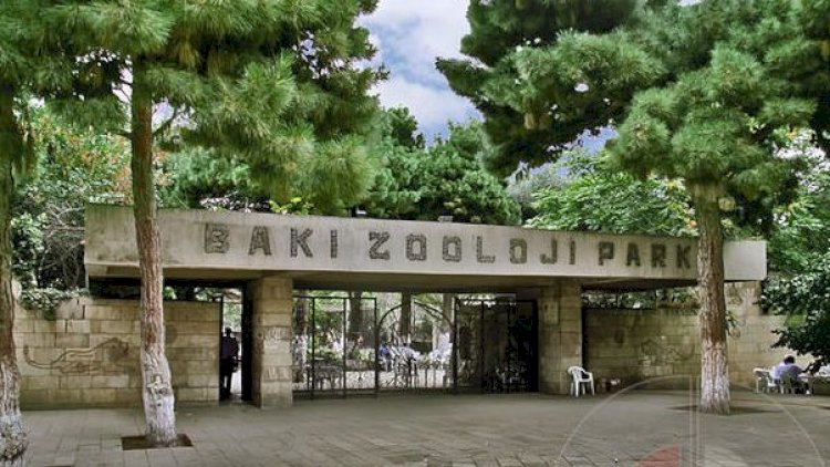    Bakı zooparkından xəbər var: Meymun balalayıb, tutuquşu ölüb   