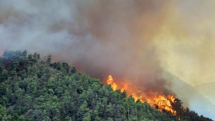    Hirkan Milli Parkındakı yanğın lokallaşdırıldı   