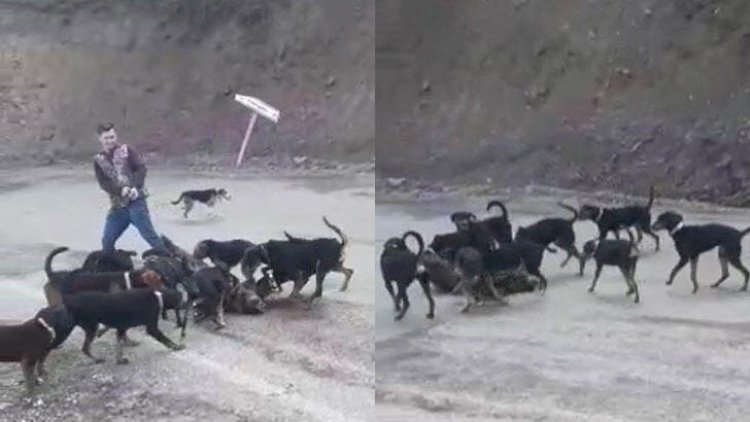    Heyvana işgəncə verənlər cərimələndi   