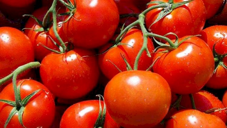    Azərbaycanın 12 müəssisəsindən Rusiyaya pomidor idxalına icazə verildi   