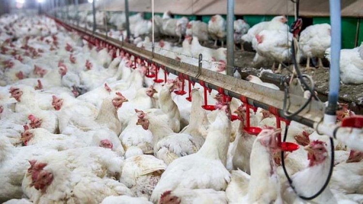    İrandan Azərbaycana quş ətinin gətirilməsi dayandırıldı   