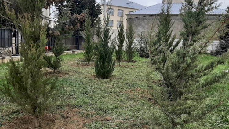    Bakıda kəsilmiş ağacların yerinə yeniləri əkildi - Fotolar   