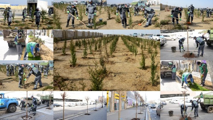   Bakıda növbəti ağacəkmə aksiyası keçirildi   