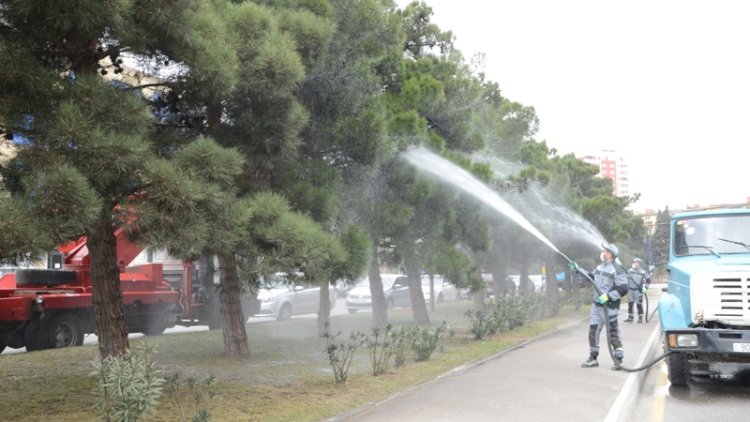    Bakıda ağaclar yuyulur, yaşıllıqlara qulluq göstərilir - Fotolar   