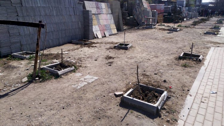    Nazirlikdən Bakıda 60 ağacın kəsilməsinə reaksiya   