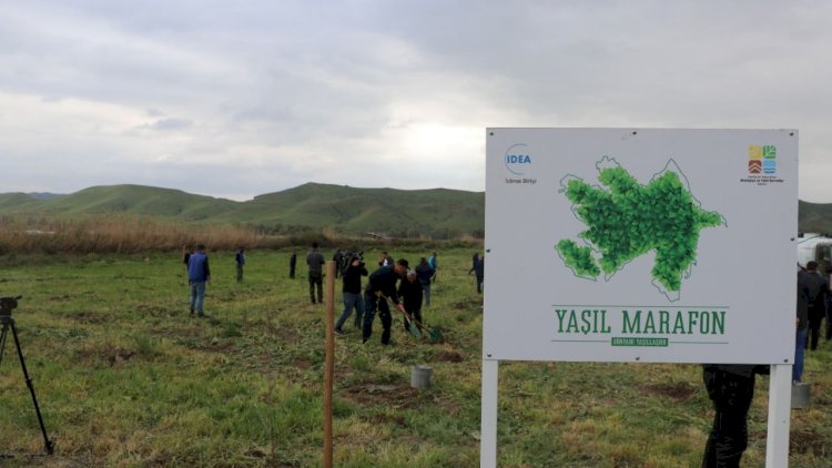    Qubadlıda ağacəkmə aksiyası keçirildi   