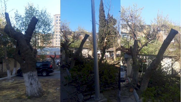    Nazirlik icra hakimiyyətinə göstəriş verdi:   “Budamanı dayandırın!“