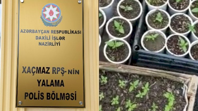    Həyətində narkotik becərən şəxs saxlanıldı    