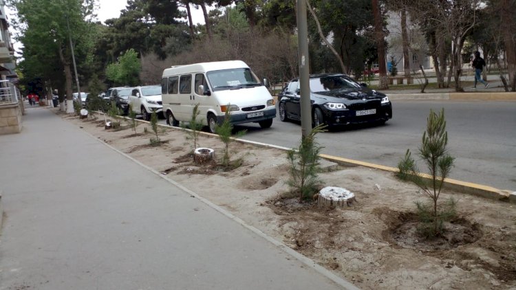    Aşmış ağacların yerinə yeniləri əkildi   