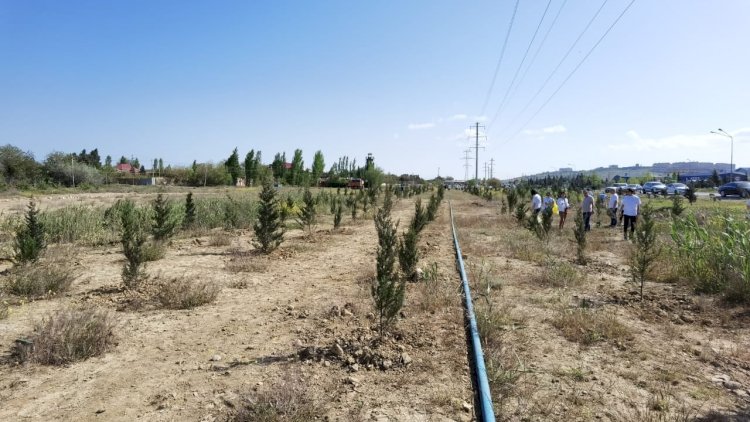    Suraxanıda 500 ədəd sərv ağacı əkildi   - Fotolar