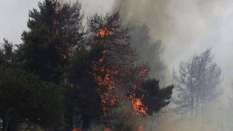    Bakıda yanğında 12 ağac məhv oldu   